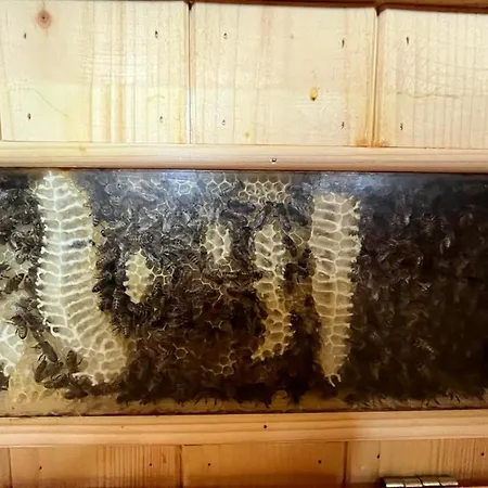 Apartmanovy Dom Adas *