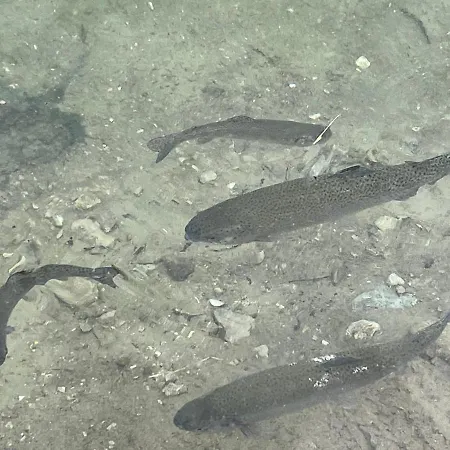 Lejlighed Apartmanovy Dom Adas *