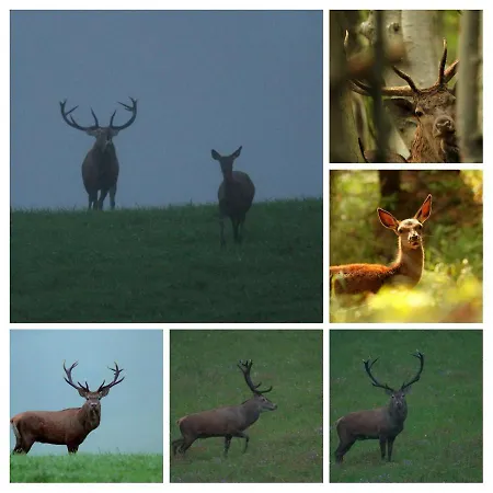 Apartmanovy Dom Adas Prosiek